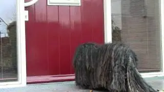 Walking the dog - in a wheelchair, a Hungarian Puli