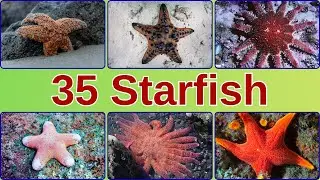 35 Starfish | Starfish Names in English with Pictures | The Sea Star | English Educational Videos
