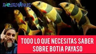 Todo lo que necesitas saber sobre Botia payaso (Chromobotia macracanthus)