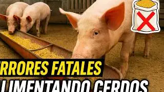 No Cometas Estos Errores al Alimentar a tus Cerdos