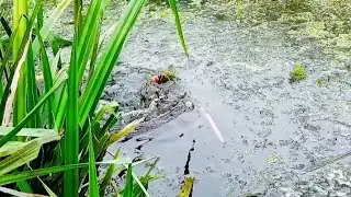 Ketemu spot isinya betok purba semua pak.. Jos tenann #mancingliar 