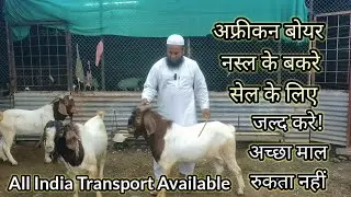 #African Boer breed goats for sale #African Boer Male For Sale