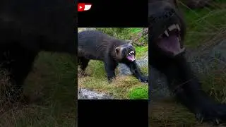 🤔&iquest;Cu&aacute;l es mas poderoso? Tej&oacute;n de la Miel Vs Glot&oacute;n