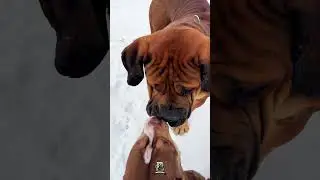 Bully бросает вызов МОЩНОМУ бурбулю #boerboels #protectiondogs #bigdogs