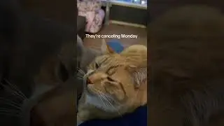 #кошки #шорты #kittylove42716