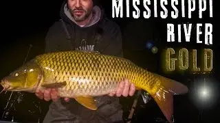 Mississippi River Gold - Carp: Mississippi River, Minnesota - Northwoods Angling