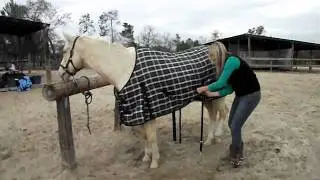 How to put a Winter Blanket on a Horse by SaddleOnline.com