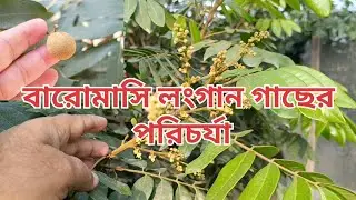 বারোমাসি লংগান গাছের পরিচর্যা। 