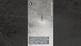 Magical Winter Scene As Man Encounters Deer