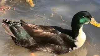 24/7 Live Backyard Chickens & Ducks &ndash; Relaxing Nature Sounds