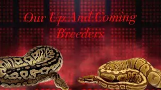 Our Future Breeder Ball Pythons