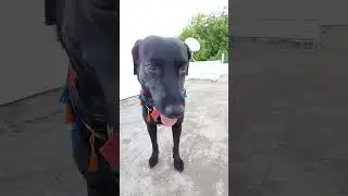 #nasik #motovlogger #ridertales #dailyvlog #2023 #funnyshorts #animals #lazy
