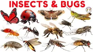 30 названий насекомых на английском языке для детей 🐞 | Раннее обучение STEM | Интересные факты д...