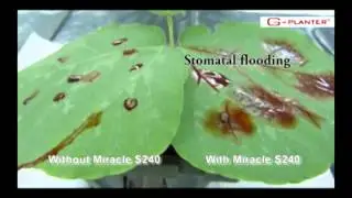 Miracle - Unleash The Power of your Pesticide