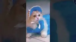 well dressing in CAT#cat #english #dress #reels #like #bts #attitude #ytshortsvedio #viralvideo