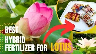 Best Hybrid Fertilizer For Lotus | कमल केलिए Best Fertilizer | Secrets Of Heavy Flowering in Lotus |