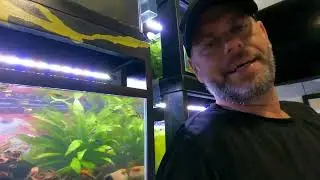 Start up Fish Room I'm back ! 23 months deep. guppy beast . tank talk