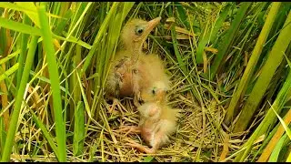 Eurasian Bittern Baby Hatch in The Nest, Bittern Bird Baby