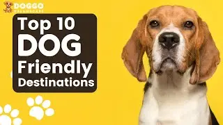 Unveiling the Top 10 Dog-Friendly Travel Spots