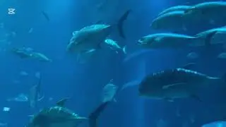 🐠 Singapore&rsquo;s S.E.A. Aquarium on Sentosa Island A World of Ocean Wonders