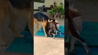 dog fight | mix street dog fight with german shepherd and indian splitz#shorts #short