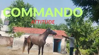 Commando 🐎 ka royal attitude! 💪🔥 Commando apni shaan aur dumdaar style se sabka dil jeet leta hai 💥