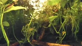 🔴 LIVE! FISH TANK. Betta and Red Tail Shark Tank Tales