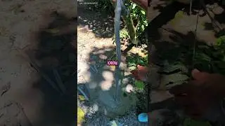 The 'Ordinary' Puddle That Hides a Death Trap! 🤯 (Forest Survival Tip) #woodsman #shorts