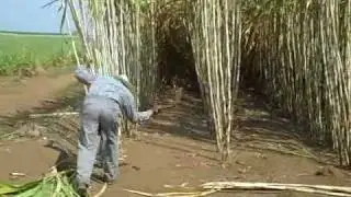 hand sugar cane harvesting demo for Zacapa rum