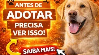 Guia de Ado&ccedil;&atilde;o: Como cuidar e ganhar a confian&ccedil;a do seu pet.