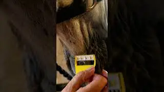 Smart Grooming Equi Shave