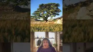 Predictions #8&mdash;Battle of the Sexes?&mdash;Lebanon Cedar #channeling #treelovers #currentevents