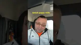 Амиши владеют фабриками по производству щенков, но амиши не считают это чем-то неправильным.