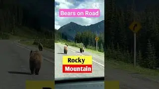 Caution! Bears on Road, Rocky Mountain Colorado #wildlife