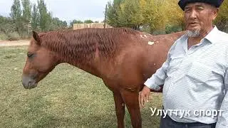 НООКЕНДЕГИ САЯПКЕР УЛАШ АВА