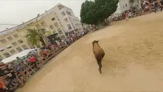 Sou da Moita, terra de gente afoita e aficionada