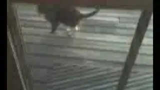 Cat Fight in Robbins Rest