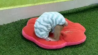 Cutest Lil Lolo Wrappped In Towel Acts Like A Snail So Funnny
