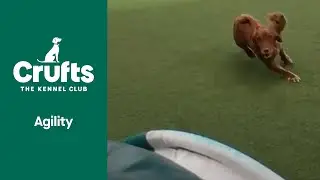 WOW MOMENT | James and Willow Smash It!! | ​Crufts 2022
