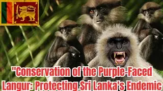 Travel 2023-best monkey movement -