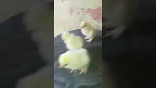 Baby Sultan chicken