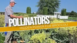 Broccoli Isn&rsquo;t Just Food&mdash;It&rsquo;s Buzzing with Life! Discover the Pollinator Secret -  Video 21