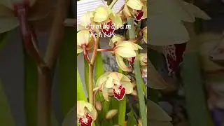Cymbidium flowers/Orchids/ orchids lovers #cymbidium  #flowers   #plants  #orchids