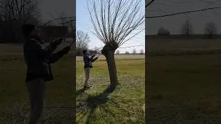 Before and After: Results of Pollarding Our Willow Trees #pruning #willow  #beforeandafter #shorts