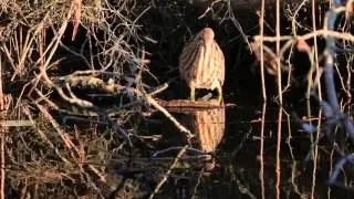 American Bittern Hunting