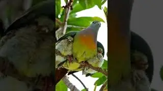 suara pikat burung punai paling ampuh
