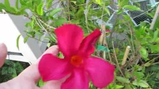 🌹Update on my red sun parasol Mandavilla vine flowering plant🌹
