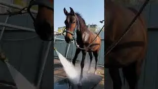 Beautiful wild horses run wild horses wild horses are fighting for territory 635