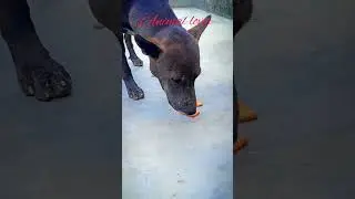 dog eating food #shorts #poor dog #blcakdog #black panther #biscuit
