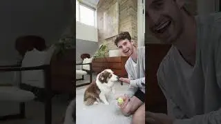 Почему мои собаки такие разные #австралийскаяовчарка